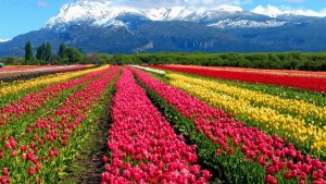 Últimos días para visitar el campo de tulipanes en Trevelin: cómo llegar y cuál es el valor de la entrada
