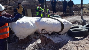 Los restos extraídos pertenecen a un dinosaurio que midió unos 25 metros de largo. Foto: Gentileza Facebook Municipalidad de Villa El Chocón. 