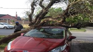 Por los fuertes vientos, hubo asistencia por árboles y ramas caídas en Roca