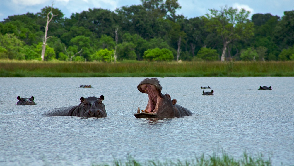 Veinticuatro de los 80 hipopótamos que habitan alrededor de la antigua hacienda del extinto narcotraficante Pablo Escobar, fueron esterilizados.