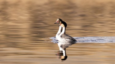 Pareja de Macá plateado (Podiceps occipitalis) en cortejo. Fotos de Cecilia De Larminat