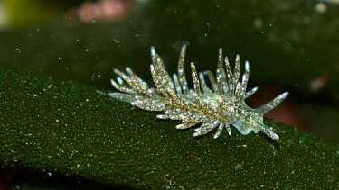 Defensa: La babosa Plácida sudamericana tiene mecanismos como la coloración que le permiten defenderse contra depredadores