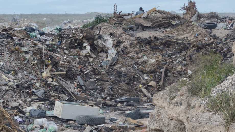 En la imagen pueden verse restos de delfines mezclados con desechos domiciliarios, en una fosa del basural de San Antonio Oeste