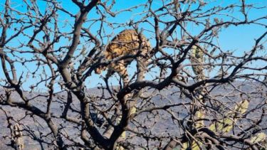 La desgarradora imagen del gato montes muerto por el fuego recorrió las redes.-