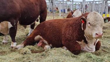 La gobernadora ratificó el compromiso del gobierno para recuperar el matadero. 