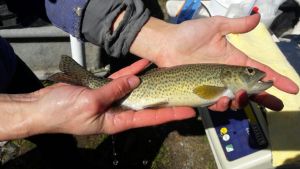 Encuentran pruebas del impacto del cambio climático sobre las truchas