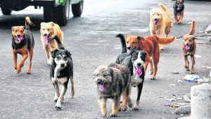 Sobrepoblación de perros y gatos