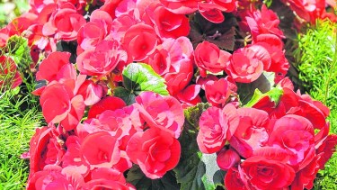 Se trata de una planta muy delicada porque no tolera el frío ni el agua excesiva.  Pero con los cuidados correspondientes podemos cultivarlas.