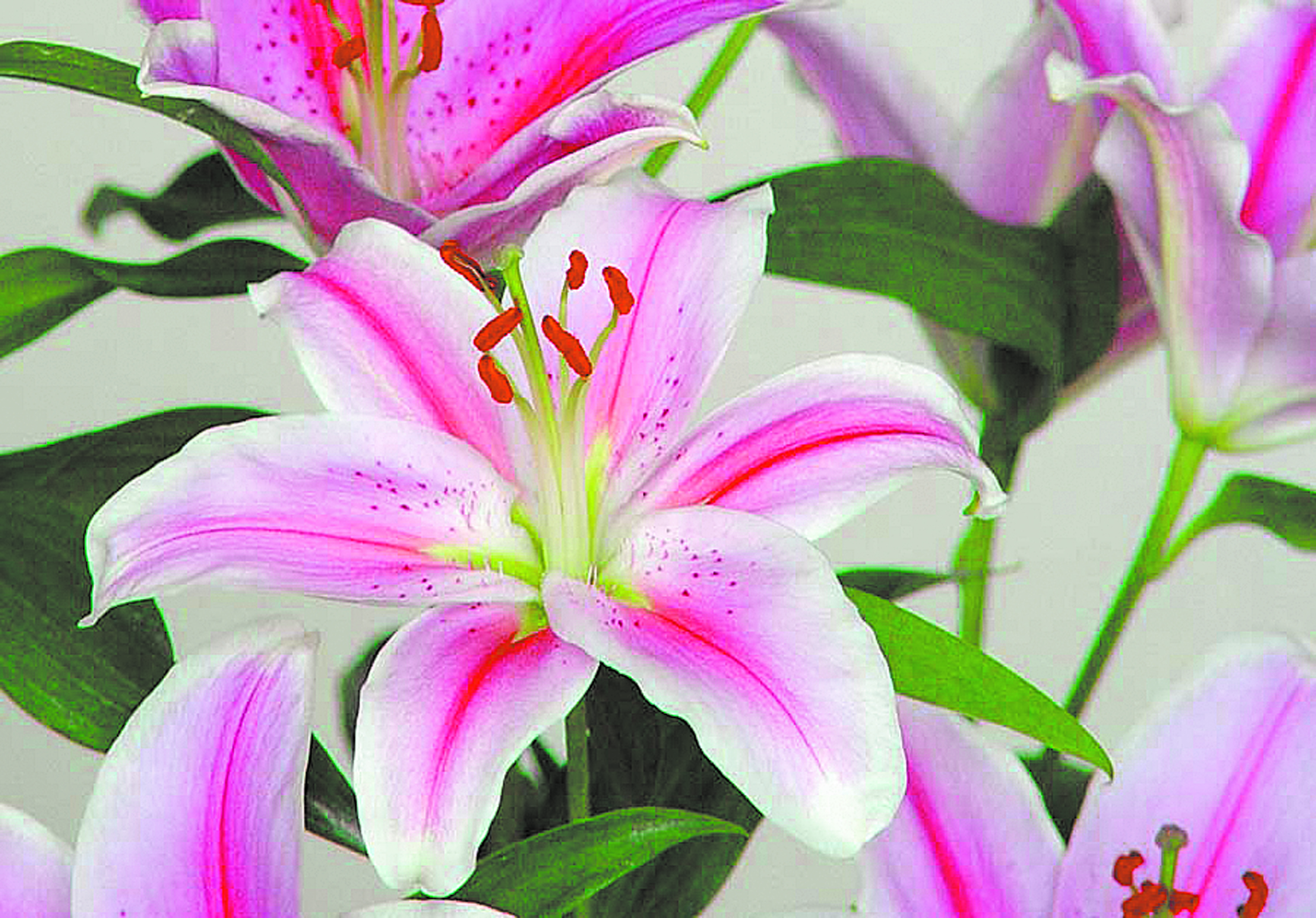 El lilium es una planta que brinda flores de gran tamaño, vistosas, de colores impactantes.