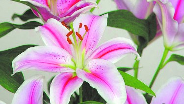 El lilium es una planta que brinda flores de gran tamaño, vistosas, de colores impactantes.