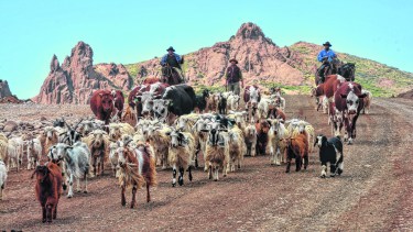  Se llevarían a la veranada solo los animales productivos y tratarán de que se vendan antes, al igual que los animales viejos. 