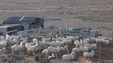 Bajo la campaña  "De la región sur a tu mesa" podes reservar tu chivo o cordero. Enterate donde conseguirlo. (Archivo)