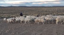 Imagen de La falta de agua hará bajar la producción de chivos y corderos en la Región Sur