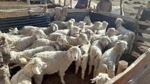 Chivitos del Norte Neuquino «con precios justos» hoy en Centenario