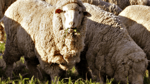 Merino, lana de alta calidad y potencial de exportación