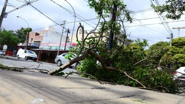 Árboles caídos y cortes de energía se multiplicaron en la provincia de Córdoba. (Gentileza La Voz del Interior)