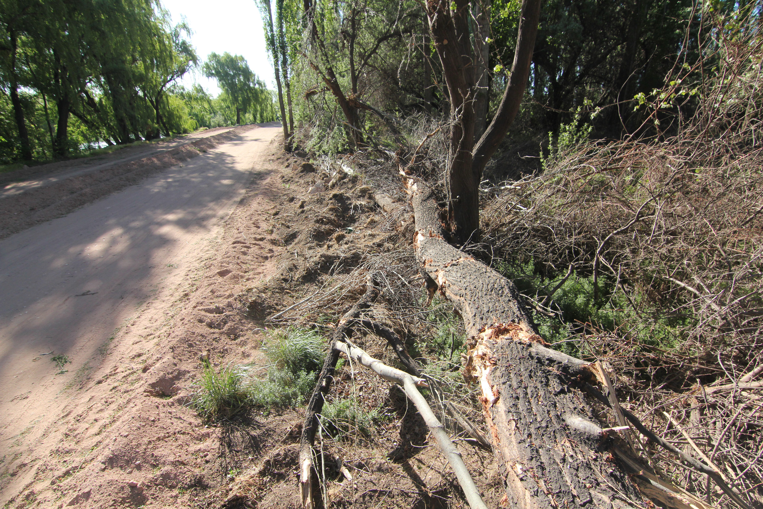 Vecinos habían denunciado la tala de árboles en la obra del Paseo de la Costa. Foto: Oscar Livera