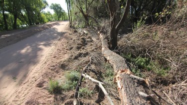 Vecinos habían denunciado la tala de árboles en la obra del Paseo de la Costa. Foto: Oscar Livera