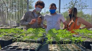 Un bioplaguicida a partir del cannabis es útil contra las vinchucas