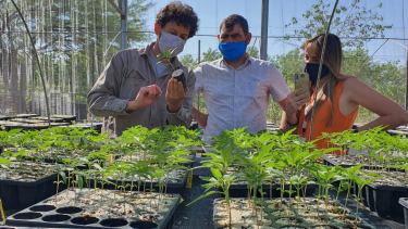 Empuje. Investigadores de la Sede Atlántica de la Universidad Nacional de Río Negro hicieron experimentos para verificiar la eficacia del bioinsecticida/Gentileza UNRN