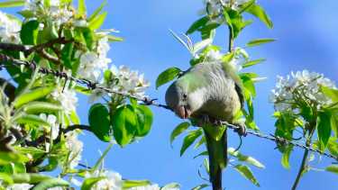 Listas para comer. No paran de gritar y comer todo el tiempo. Viajan más de 20 kilómetros si es necesario. (Foto Néstor Salas)