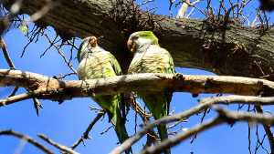 El «demonio verde» azota las chacras de la región