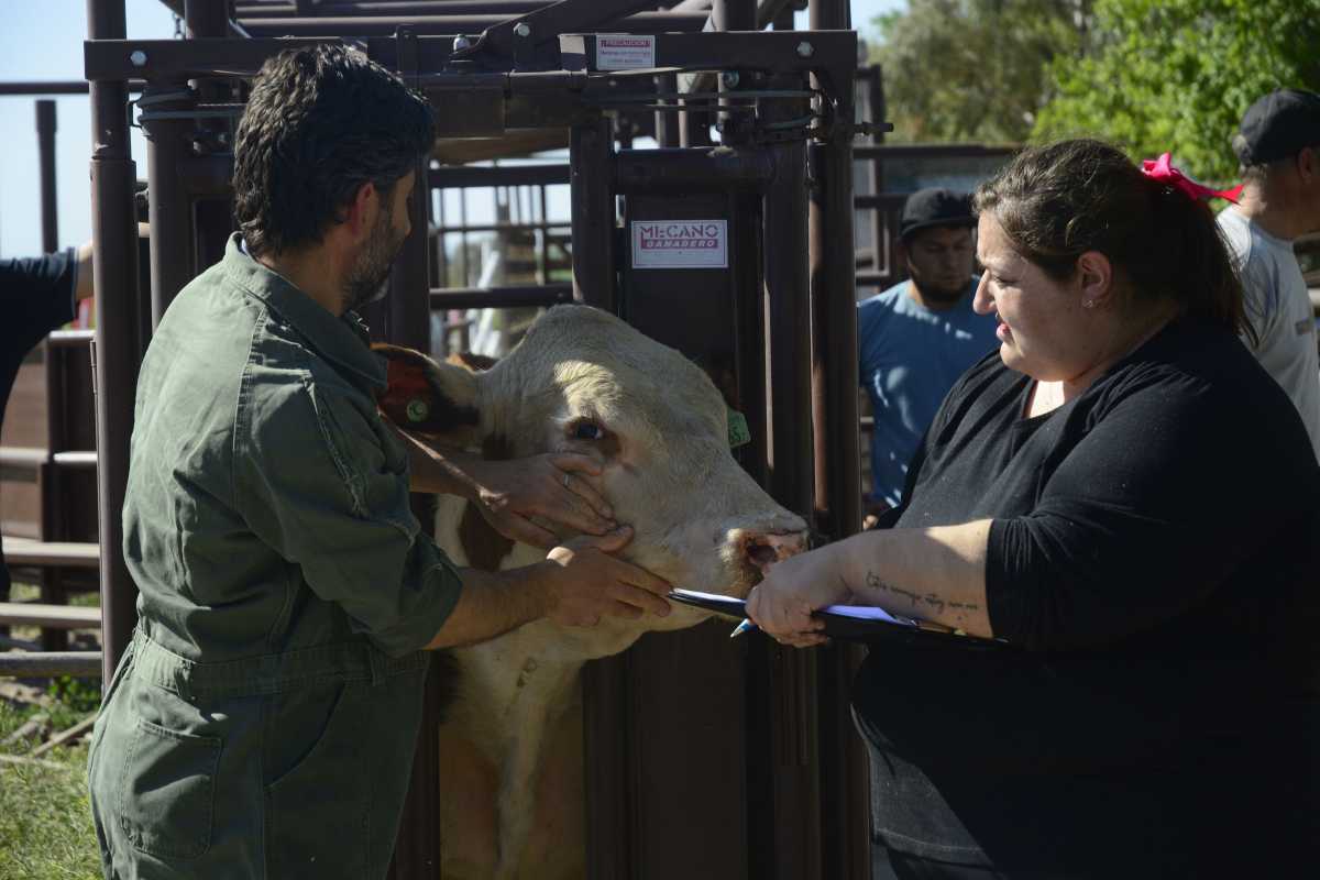Con el arribo de los animales comenzó la Expo Rural en Paso Córdoba. Foto: Andrés Maripe
