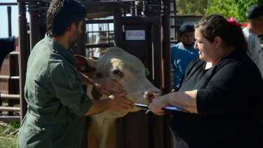 Con el arribo de los animales comenzó la Expo Rural en Paso Córdoba. Foto: Andrés Maripe