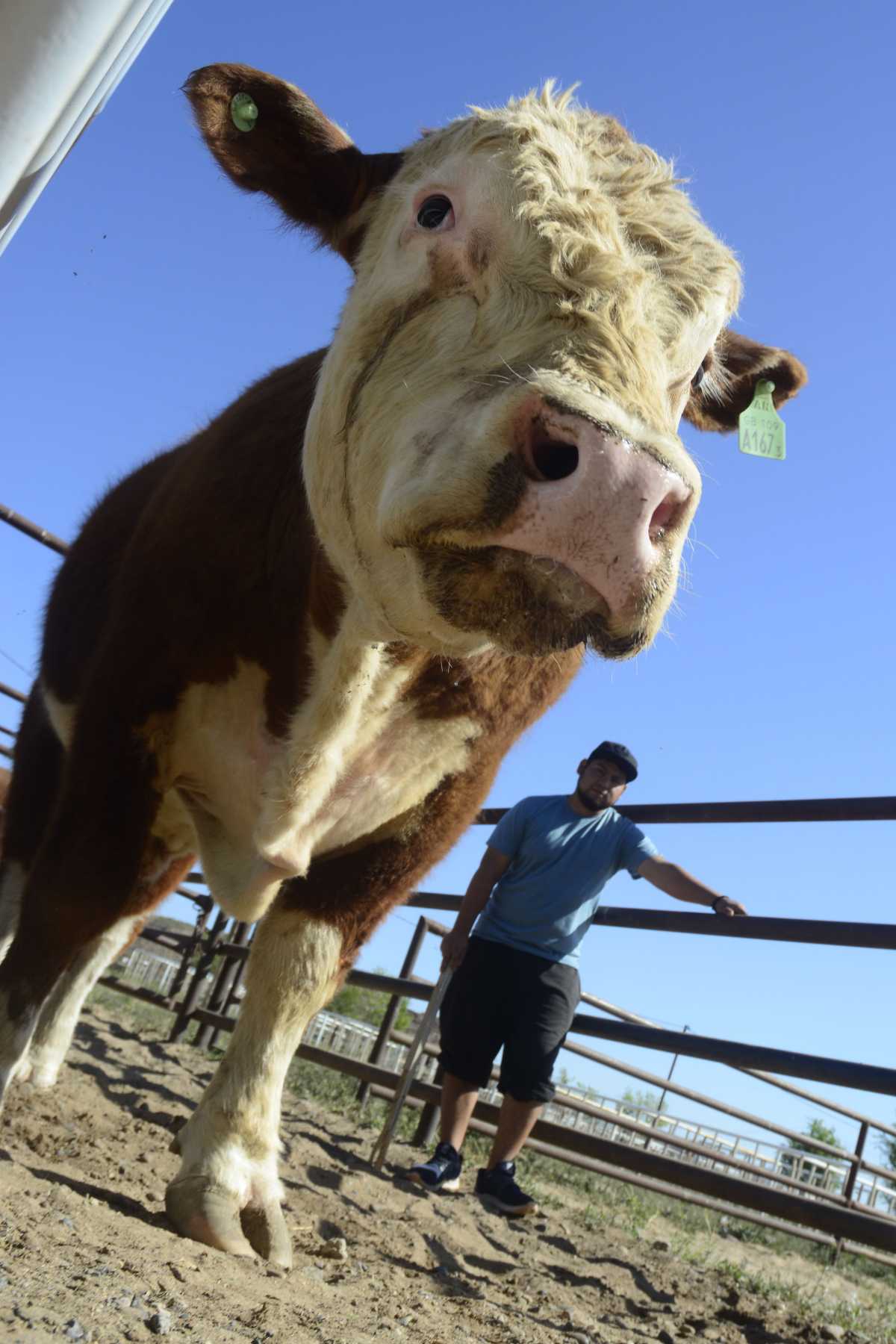 Roca 08/10/21: con la admisión y el control veterinario comenzó la Expo Rural en Paso Córdoba. Foto: Andrés Maripe