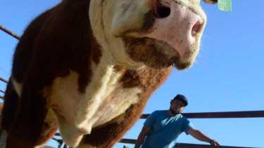 Roca 08/10/21: con la admisión y el control veterinario comenzó la Expo Rural en Paso Córdoba. Foto: Andrés Maripe