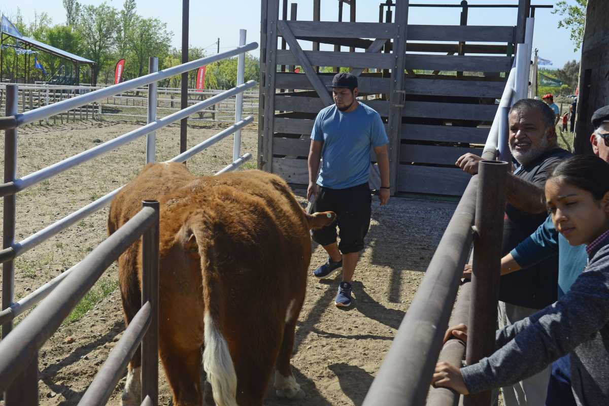 Roca 08/10/21: con la admisión y el control veterinario comenzó la Expo Rural en Paso Córdoba. Foto: Andrés Maripe