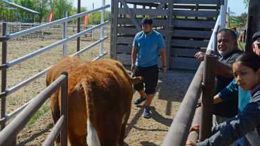 Roca 08/10/21: con la admisión y el control veterinario comenzó la Expo Rural en Paso Córdoba. Foto: Andrés Maripe