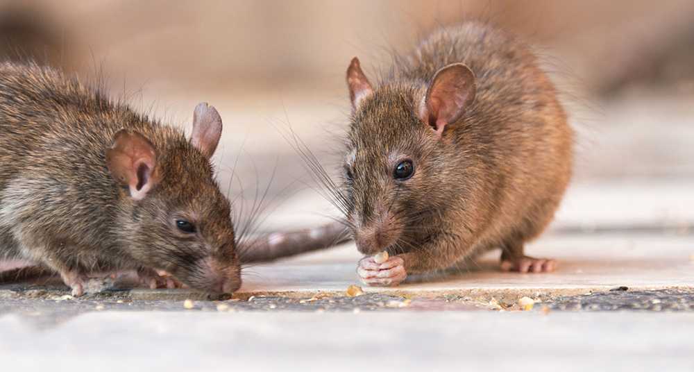 Los roedores buscan refugio y comida. Foto: archivo