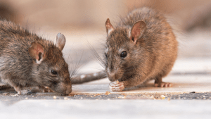 Por qué hay más roedores en Bariloche