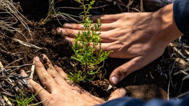 Se plantaron unos 7.700 árboles en la ladera sur del cerro Catedral. Foto: gentileza