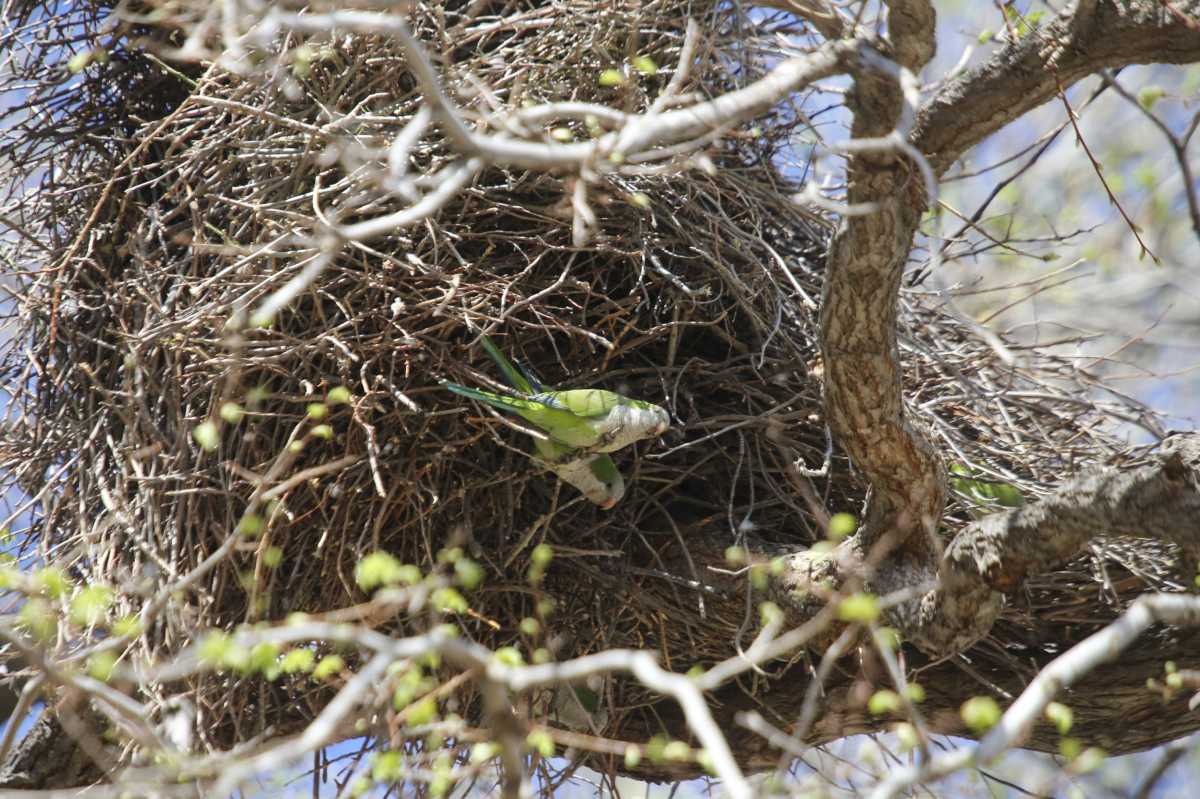 Los nidos pueden llegar a pesar hasta 20 kilos. Tan pesados que rompen ramas. (Foto: Juan Thomes)