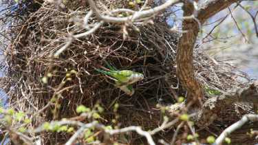 Los nidos pueden llegar a pesar hasta 20 kilos. Tan pesados que rompen ramas. (Foto: Juan Thomes)