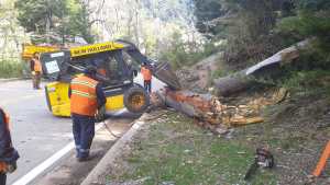 Este lunes el viento sigue causando problemas en Neuquén con suspensión de clases y árboles sobre rutas