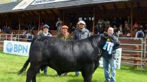 Imagen de Los mejores bovinos Hereford y Angus se mostrarán en Junín de los Andes