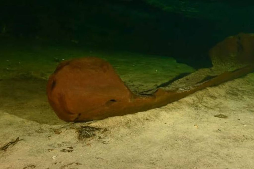 La embarcación fue descubierta en ese depósito de aguas subterráneas durante las obras de un tramo del llamado Tren Maya.
