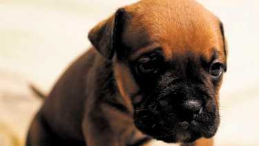 El moquillo es uno de los virus que produce mayor mortandad en cachorros