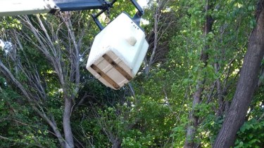 Caída de ramas por ráfagas de viento, provocaron corte de energía en Regina