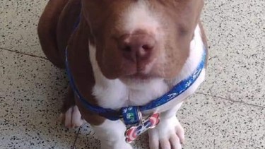 "Máximo" fue recuperado en la zona de Villa El Puestero (Foto: gentileza)
