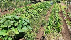 Vení a conocer y aprendé sobre producción agroecológica en Fernández Oro