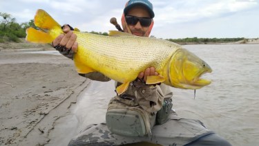 Aventuras de pesca: de una gran trucha marrón en la Patagonia a un furioso dorado en el norte