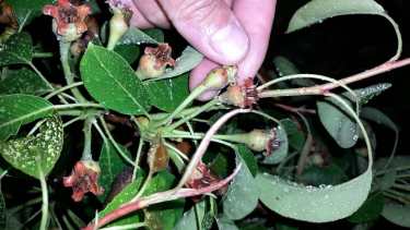 Los frutos recibieron daños por la caída de granizo en la zona rural de Regina. (Foto gentileza)