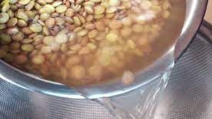 Secretos «caseros» para enraizar plantas