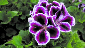 Octubre, un mes entre malvones y prímulas