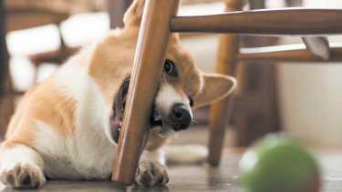 Romper, morder, tragar: ¡cuidado con lo que juegan nuestros perros!