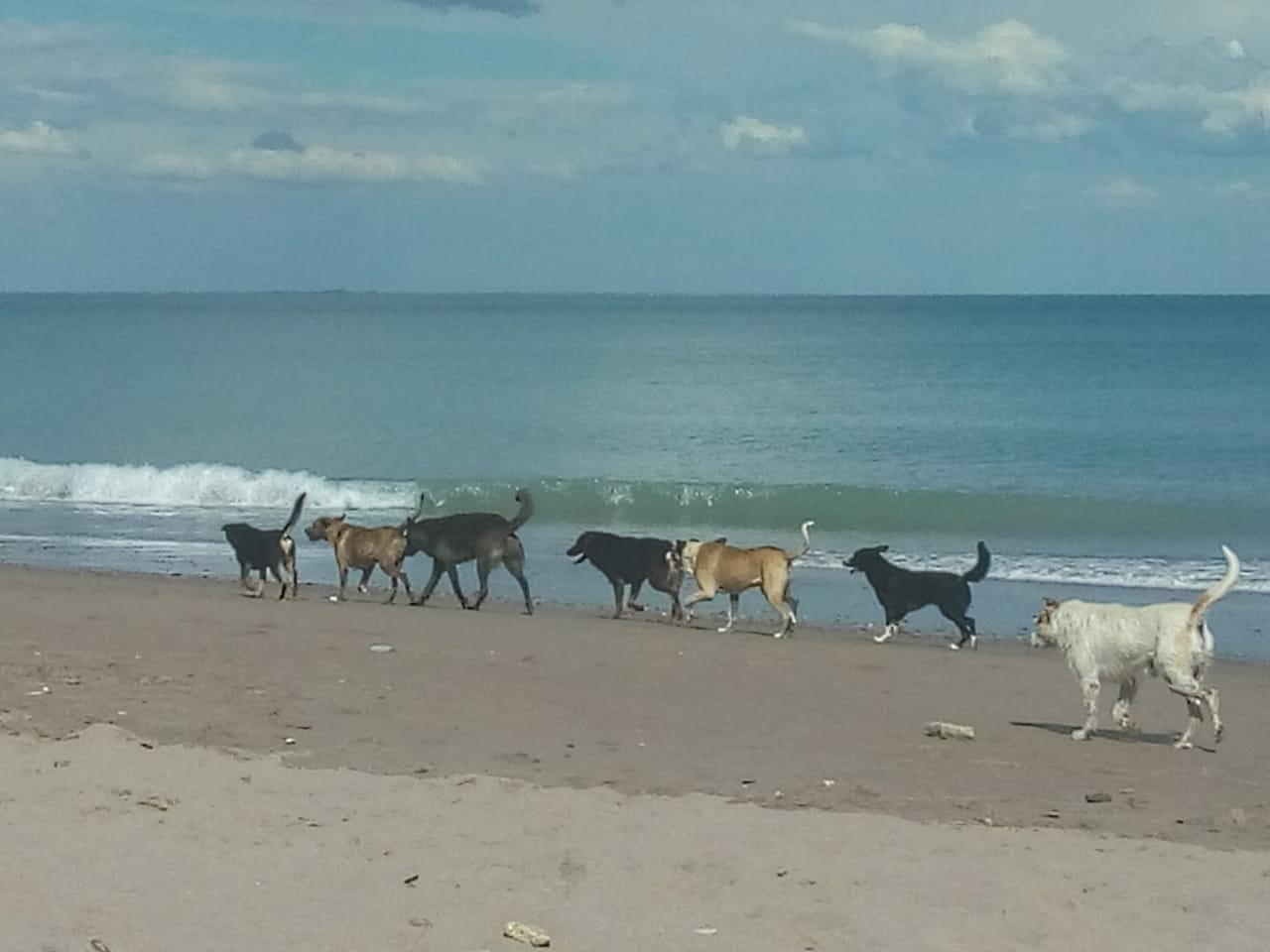 Los perros son un problema en las playas de Las Grutas. Los que atacaron al lobo marino en Terraza al mar tenían dueño